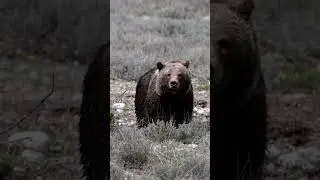 Grizzly Bear 399 & cub-Photography-Jackson/Grand Tetons/Yellowstone/#shorts #wildlife #best #bear