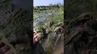 Amazing Dry Season Fishing: Finding Eels in Green Moss