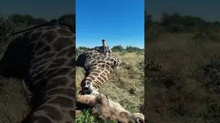 Hunting a giraffe with a .500 Nitro Express! #hunting #cheetahsafaris