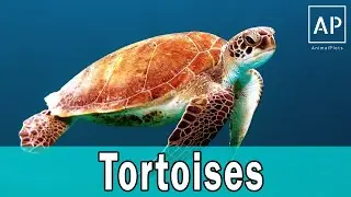 Wild Discovery Animals Tortoises and Sea Turtles Documentary Animal planet 2020 #AnimalPlots
