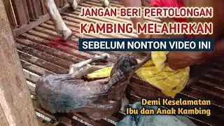 KANG UUT - Jangan Beri Pertolongan Kambing Melahirkan sebelum nonton video ini / Ternak Kambing