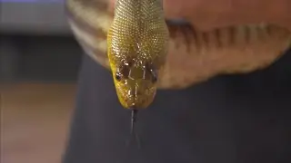 Woma Python of the Phoenix Zoo stops by to say hi