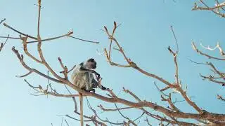 Monkey 4k Ultra Video || Monkey Meeting Video | Monkey Lifestyle | Animal World | Monkey Part 27 ||