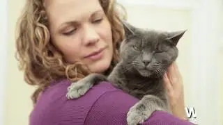Feliway Classic Spray