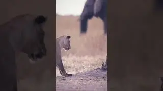 russ_wildlife The lion, the cobra and the elephant🦁🐍🐘#lion #cobra#elephant#africanlionsafari #shorts