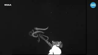 First video ever of a Giant Squid in U.S. waters from NOAA