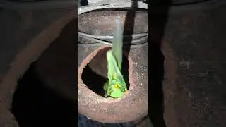 budgies parrot breeding  |  21 January 2026. #budgiesbreeding #youtube #parrot #budgies
