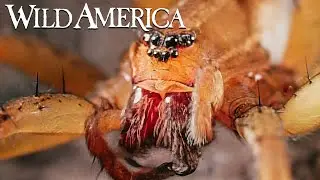 Wild America | S11 E2 Animal Oddities | Full Episode HD