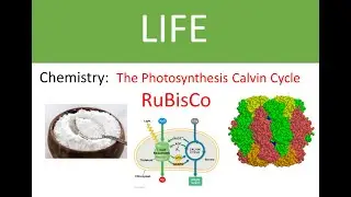 chem015e Carbs and Rubisco