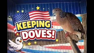 Relaxing Cuckoo Bird Sound in Nature | No Talking | Bird Watching