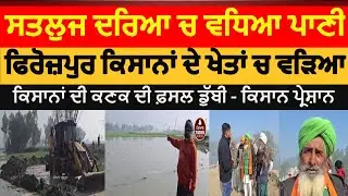 Firozpur satluj river water entered farmers crops|satuj river firozpur farmers crops destroyed|wheat