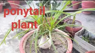 Care of ponytail plant/ elephant foot plant.