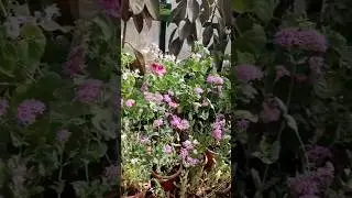 Flower Show #flowers #waynad #kerala #kerala_360 #wayna #flower #show #vibes #nice #video #mallu