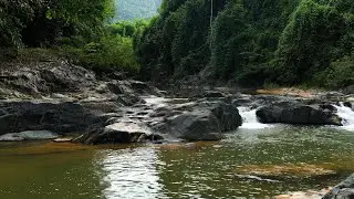 Relax with Peaceful Forest Sounds, Flowing Streams, Birds Chirping, Help Relieve Stress and Rest