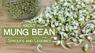 About Mung Bean Sprouts and Legumes, How to Sprout Them