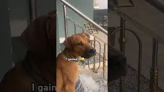 Mr beast be like #funny #relatable #puppy #pets #dogs #dogshorts #sound #puppylove #gsd