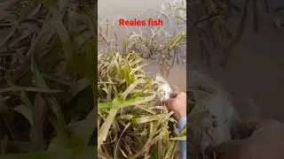 reales fish #shorts #youtubeshorts #fishing#ochira #123go fhisar#barongan#barongan#bbbb #absfishing