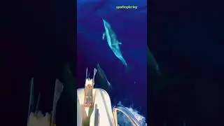 Non capita, ma se capita... #dolphin #delfini #Favignana #Marettimo #trapani