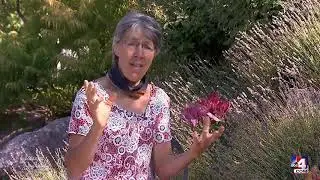 Cutting off dead wood - removing yourself from a Narcissist. Jessop's Journal on ABC4 News