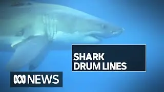 A $3.8m smart drum line program catches two great white sharks in 10 months | ABC News