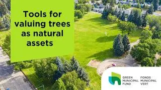 Webinar: Tools for valuing trees as natural assets