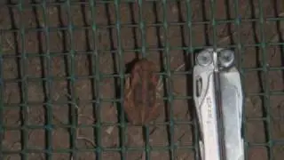 Cane Toad Fences
