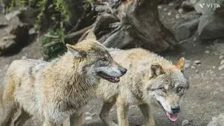 The wolf story  English || #wolf #cow #trending #movei #clips