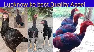 Topper Aseel Lucknow 8528979597