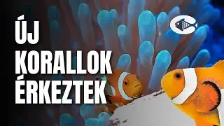 🪸 &Uacute;j korallok &eacute;rkeztek a tengeri akv&aacute;riumba! 🐠