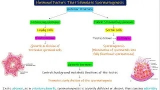 Spermatogenesis. Chapter 81 part 2. Guyton and Hall Physiology.