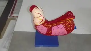 Human Stomach Model | Available on IndiaMART