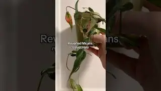 Watering my semi-hydroponic Micans #plantcare #houseplants #wateringplants #indoorplants #plants