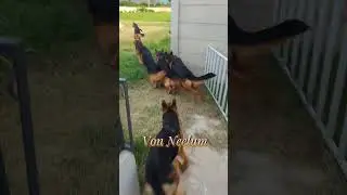 gang off Von Neelum #1million #gsds #germanshepherd #foryou #pets #animalowner #puppy #petowner