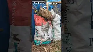 #eggwrangler #backyardchickens #freerangechickens #duck #ducks #duckbehavior