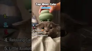 Top 6 Cutest Animals Ever 🥺❤️ | You&rsquo;ll Melt at #shorts #shorts #cute #tiktok