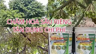Dàn lá nuôi từ Phục Hồi =》Nuôi Hoa bằng Can Thiếc Đại Dương. Tận dụng chi phí.