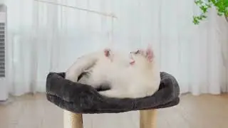 20-Inch Cat Tree Tower Review 🐱 Cozy, Fun & Perfect for Small Indoor Cats! 🌟