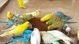 January 21, 2026 Australian Parrot Drink water  Happy Budgies Parakeet Talking 