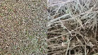 Hemp processing line; capacity up to 1000 kg/h