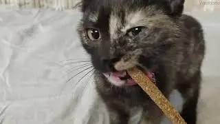 Cat Cleaning Teeth Stick Toy @Wanttono