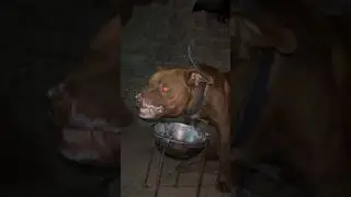Beretta Puppy 🥷 Viral Video 😱#indiandogs #pitbulldog #dogshorts #pigeonshorts