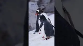 Baby Penguin Chicks Being Fed by Mother 🐧❄️ | Antarctica #shorts  #sceniclandscapes #scenicjourney
