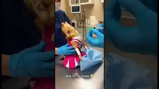 Brave Chihuhua dog deserve Oscar for acting 🤣🤣😭