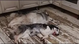 старый новый год с 10 #хаски