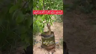 #kinno #orange #fruitlover  #fruitgarden  #fruitseason  #citrus  #pakistan  #saudiarabia  #uae