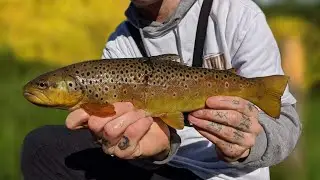 CHASING WILD BROWN TROUT IN THE WOODS