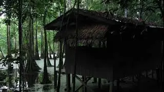 Exotic Jungle sounds to relax and sleep to