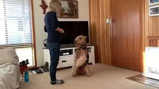 Grenson Airedale Training Tricks!