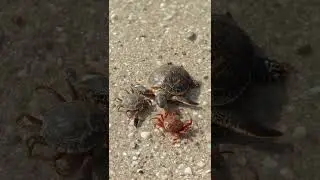 Baby turtle fighting with 2 crabs on the beach #turtles  #crabs  #animals #nature #beach