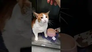 Happy News for Sweetie! #cat #pets #cats #animals